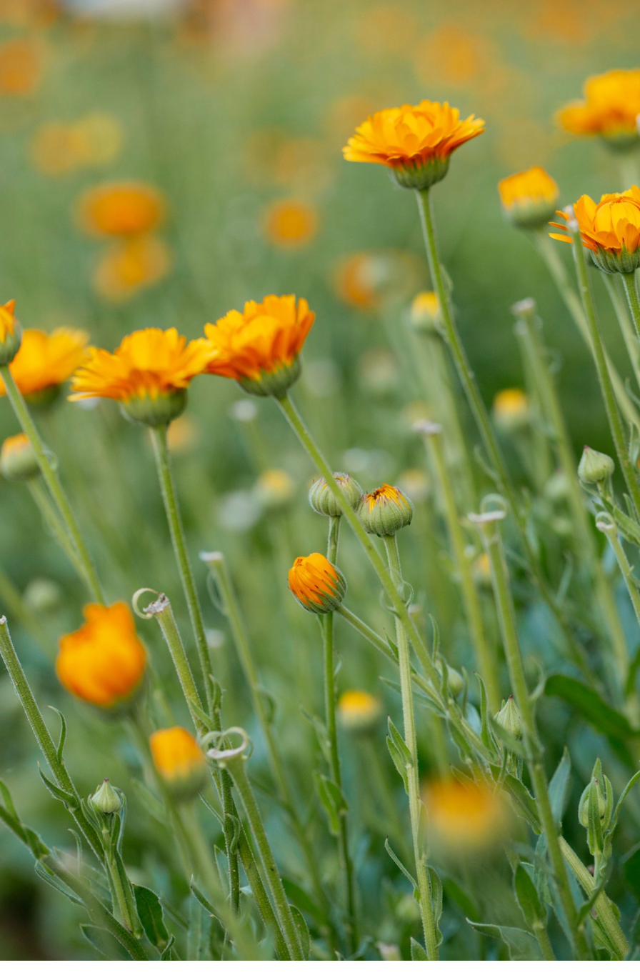Calendula-Blüte in Nahaufnahme – Pflanzenextrakte in Naturkosmetik können bei Allergikern Reaktionen auslösen