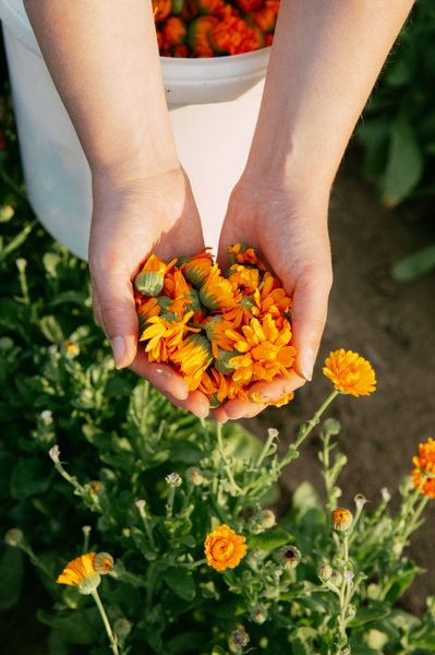 BDIH-Siegel für Naturkosmetik