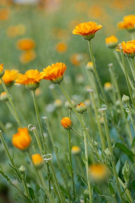 Naturkosmetik vs. konventionelle Kosmetik